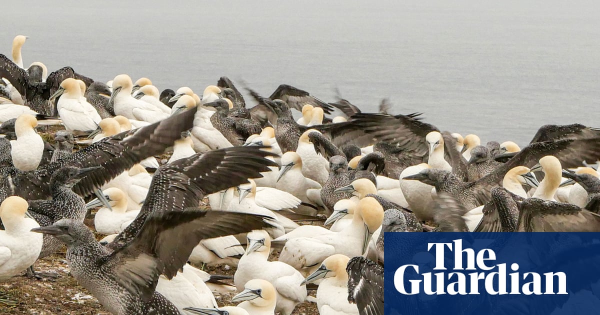 Sharp drop in ‘forever chemicals’ in seabird eggs hailed as win for regulation