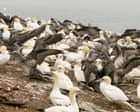 Sharp drop in ‘forever chemicals’ in seabird eggs hailed as win for regulation | Ξένα νέα στο PlusTV.gr