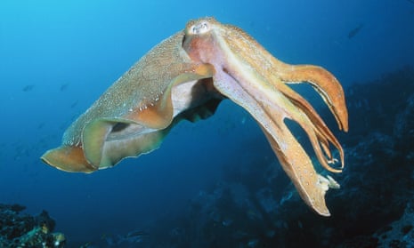 A swimming cuttlefish