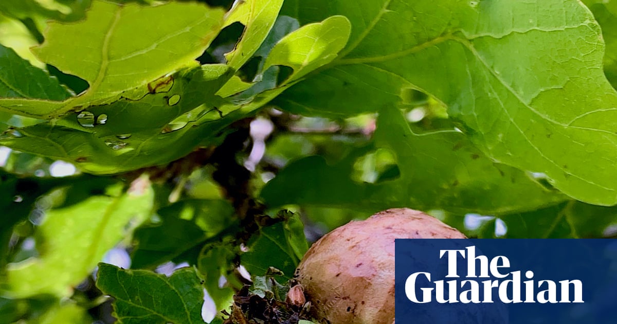Country diary: Today was once a public holiday, thanks to these oak 'apples' | Paul Evans