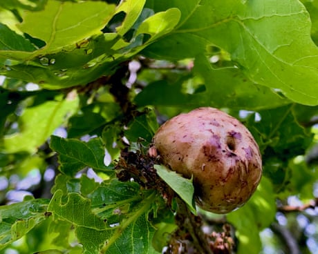 Country diary: Today was once a public holiday, thanks to these oak 'apples' | Paul Evans
