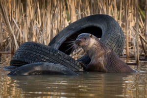 Otter - British Wildlife Centre, Surrey.