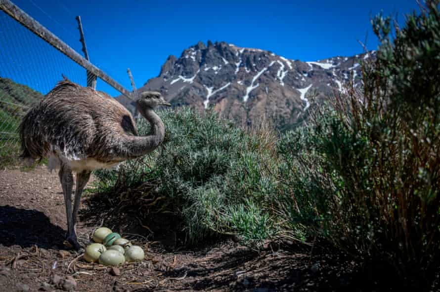 Rhea Darwin con sus huevos en el centro de reproducción, Parque Nacional Patagonia.