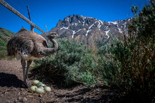 A Darwin’s rhea with her eggs at the Reintroduction Centre, Patagonia national park.