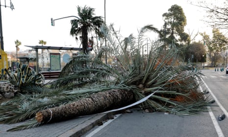 A view of a fallen palm tree on the road in Valencia, Spain.