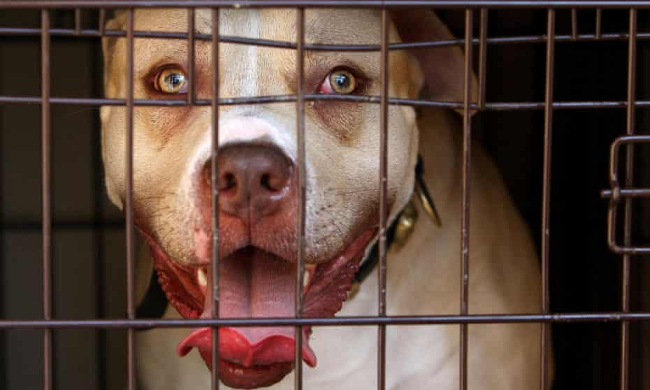 A pitbull. The HSCIC data showed a 6.5% year-on-year increase in the number of people requiring inpatient treatment for injuries inflicted by dogs.