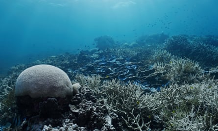 Diverse coral species including a brain coral with bleaching.