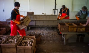 Tyler Hardy, left, Cecil Banks and Allan Hardy sort oysters in the small shed
