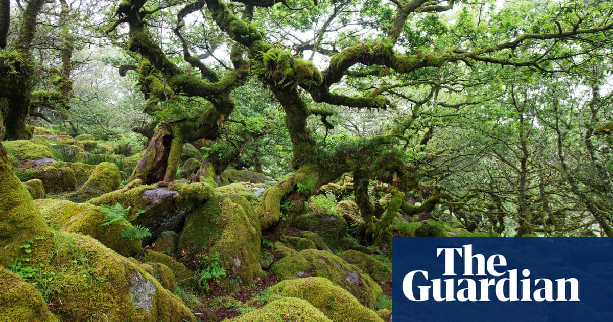 Еколозите казват че правителствената стратегия за възстановяване на деградиралите умерени