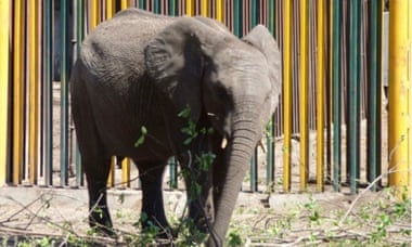 A young elephant in a holding pen in Hwange national park earlier this year. It is now en route to China