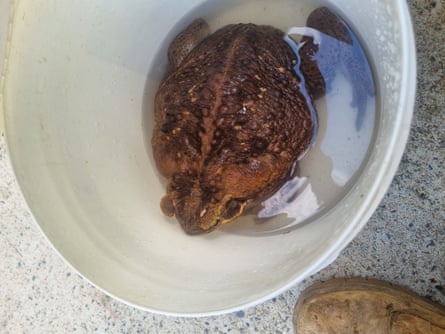 Giant cane toad dubbed Toadzilla in a container