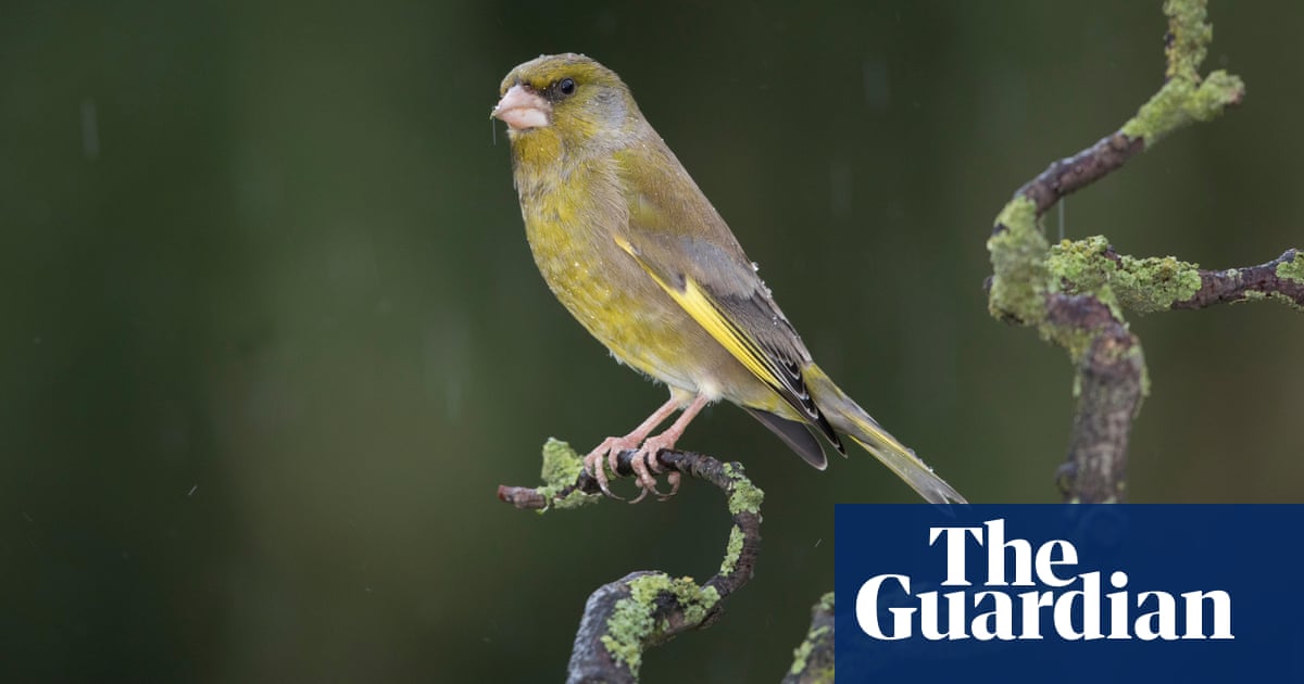 Annual bird count in UK gardens raises hopes for greenfinch