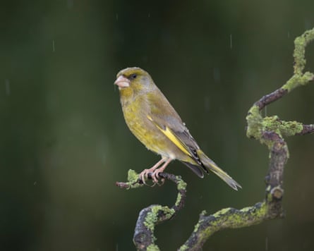 Greenfinch (Carduelis chloris) in pouring rain, on a lichen covered branch