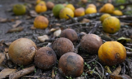 How USDA Scientists are Winning the Battle Against Invasive Fruit
