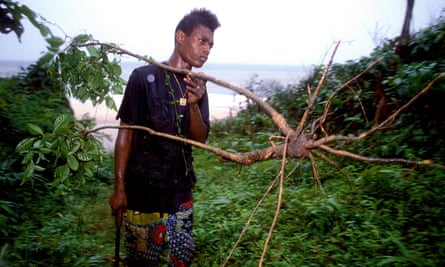 Root of the problem: a Gabonese man with an iboga shrub from which ibogaine is harvested.