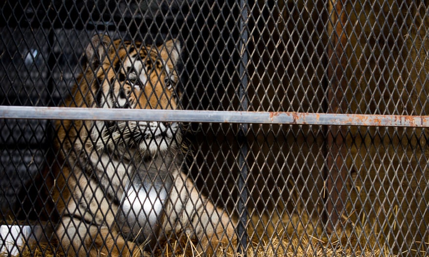 A tiger that was found in a Southeast Houston residence awaits transport to a rescue facility.