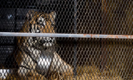 Tiger in the tank: Loki, who was rescued from a cage in a garage in Houston.
