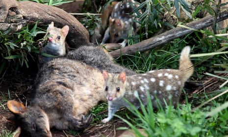Eastern quolls survived in Tasmania but have not been seen on the mainland since 1963; they eat insects, fruit and animal carcasses. Photo by Rob Brewster