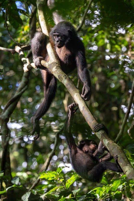 Two bonobos on a branch