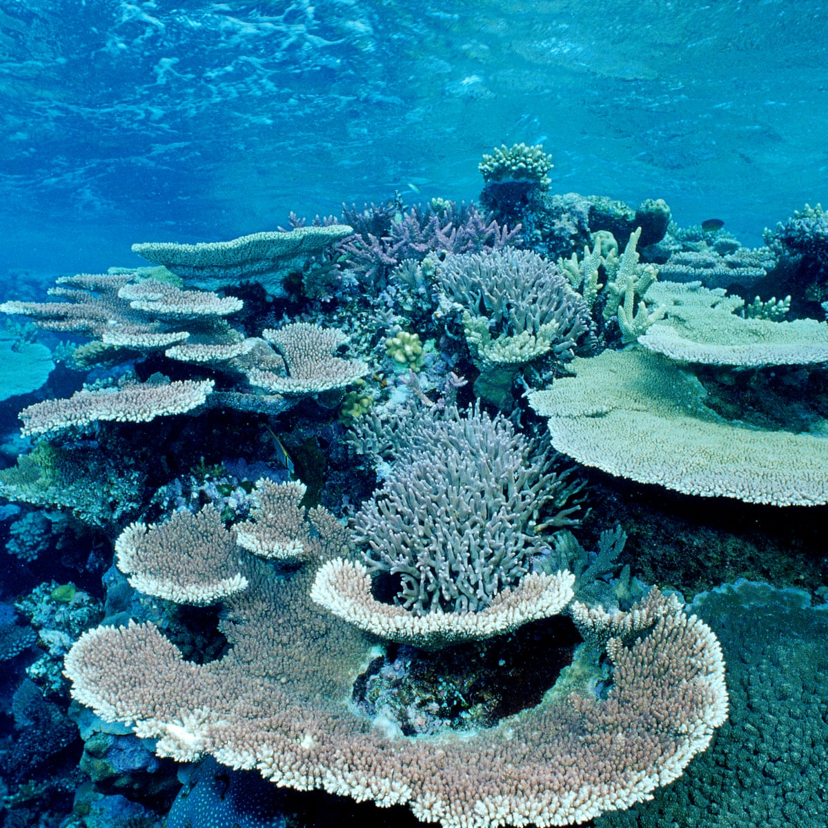 The Great Barrier Reef Is Under Severe Stress But Not Dead Yet Us News The Guardian