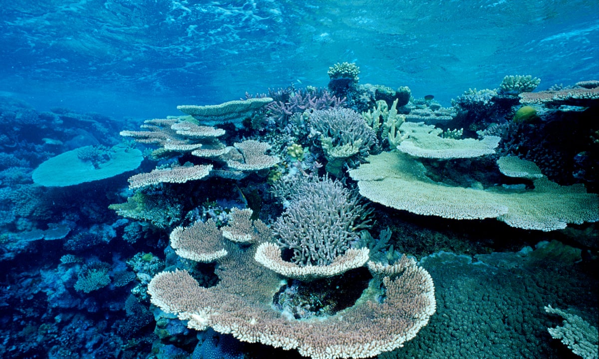 Dead Coral Reefs Before And After Dead coral reefs before and after