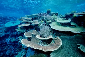 Bleached white Great Barrier Reef coral off Cocos Island.