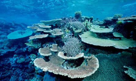 Coral bleaching on the Great Barrier reef, Australia