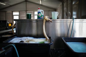 Workers at a special bird shelter clean a swan covered in oil near Hoek van Holland after a tanker crashed into a jetty in the port of Rotterdam and spilled around 200 tons of oil into the water