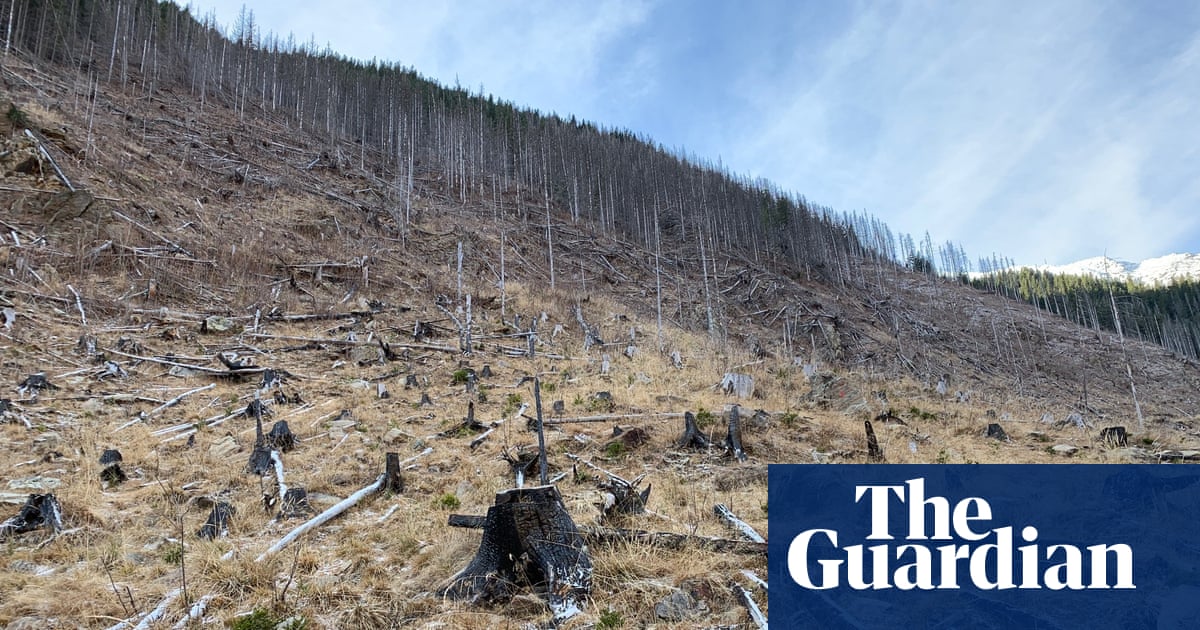 Violence Escalates As Romania Cracks Down On Illegal Timber Trade World News The Guardian
