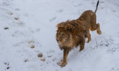 Gjon the lion in the snow at Bear Sanctuary Prishtina