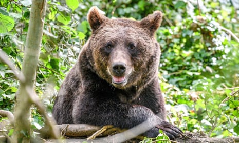 A European brown bear settles into the UK’s largest brown bear exhibit at Wild Place Project, South Gloucestershire, where the bears are acclimatising in a huge new woodland habitat, to live alongside wolves, lynx and wolverine, as they would have done thousands of years ago