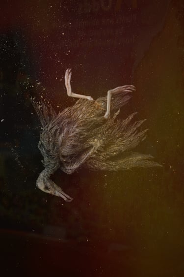 Mandy Barker, Still Falling, Flesh-Footed Shearwater. A dead bird floats in water