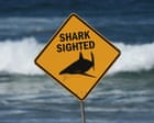 A swimmer was attacked by a shark at one of Australia’s most popular beaches. How rare is it – and how can you stay safe?