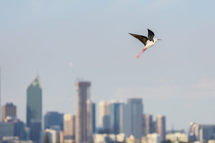 Escaping the skyscrapers ‘Urban wetlands and estuaries are becoming sanctuaries for dwindling populations of wading waterbird species as they learn to adapt to developed landscapes. Pied stilts are among a number of species that can be found in a handful of locations along the Swan River, despite the prevalence of walkers, cyclists, dogs, boats, light pollution and other disturbances. I captured this image of a stilt taking off high above Perth’s skyline as a metaphor for the urban encroachment on to critical wetland habitats that are forcing shorebirds, many endangered, to find refuge elsewhere.’ Photograph: Nathan Watson