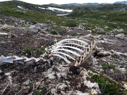 As the reindeer carcasses decomposed, the scientists were able to observe different wildlife behaviours around the carrion.
