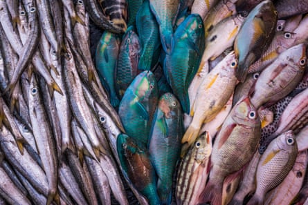Fresh reef fish of different types and colours.