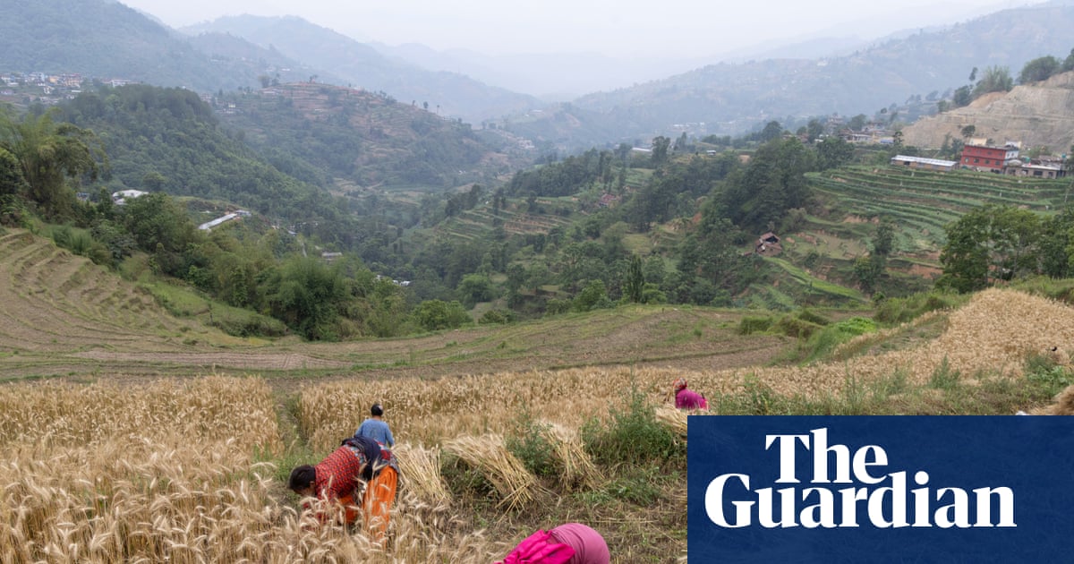 Free up fertiliser supplies to avert global food crisis, Yvette Cooper urges | Food security Free up fertiliser supplies to avert global food crisis, Yvette Cooper urges | Food security