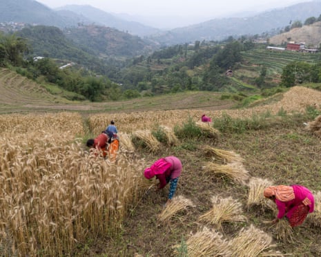 Women harvest wheat in a field