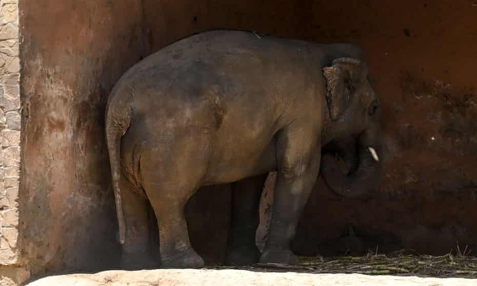 Kaavan the elephant in Islamabad zoo.