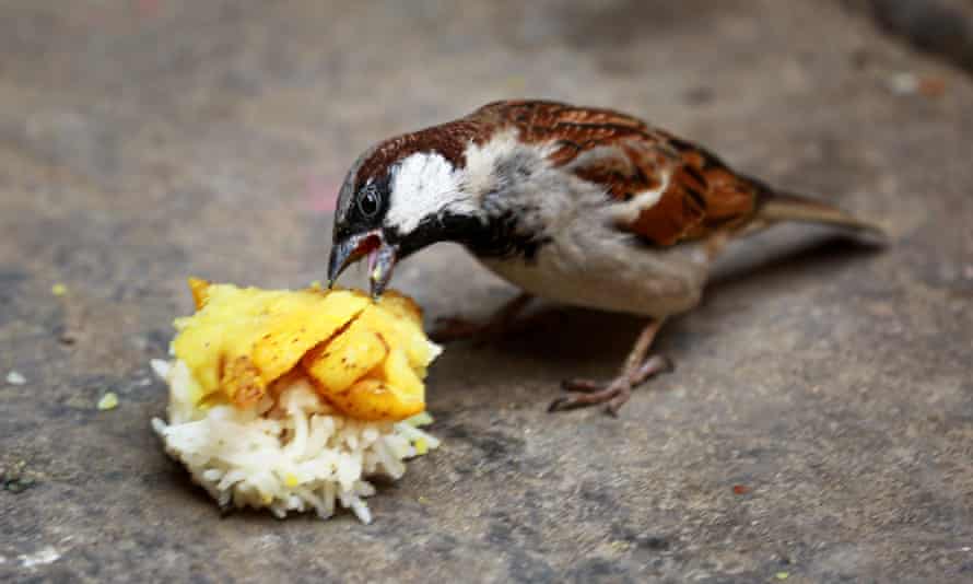 A house sparrow eating rice.