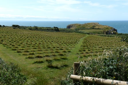 A field with rows of bushes planted in two wedge shapes separated by grassy pathways stretch out towards teh sea.