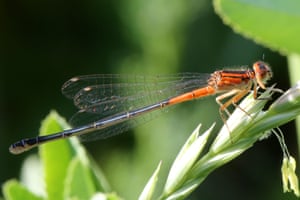 Markham, CanadáA donzela