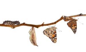 Painted lady butterfly life cycle