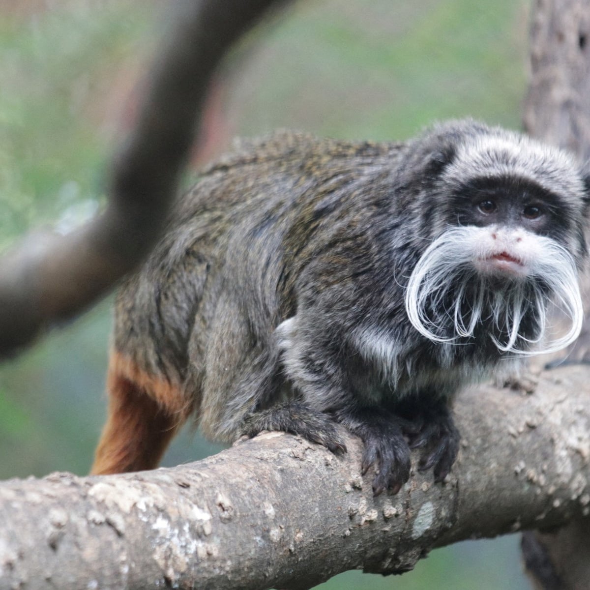 Dallas man arrested in case of monkeys missing from zoo plagued by  incidents | Dallas | The Guardian