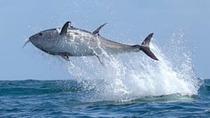 A bluefin tuna leaps out of the water while hunting garfish off the south coast of Devon, UK. The 7ft long Atlantic predator burst from the surface sending his prey spiralling tens of feet into the air