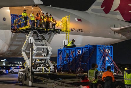 A blue crate containing a whale is on a hoist in front of the open cargo bay of a plane.