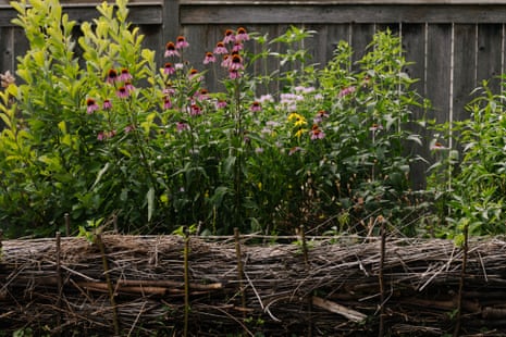 Various flowering native plants behind a low fence made of twigs