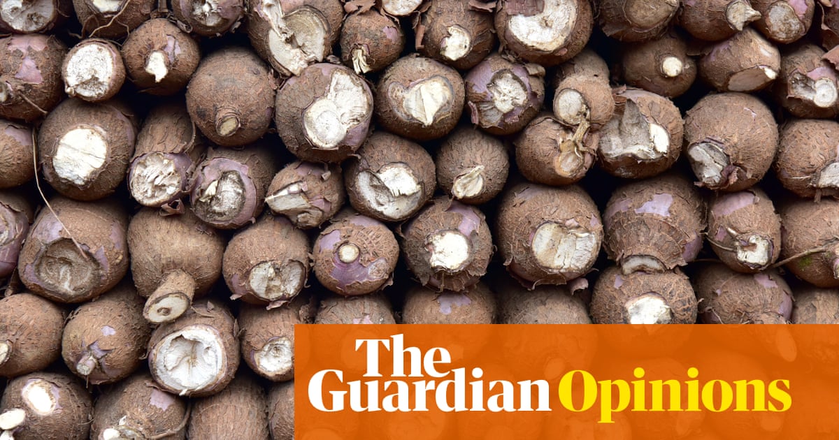 I used to take cassava for granted – but it could help to wean the world off wheat