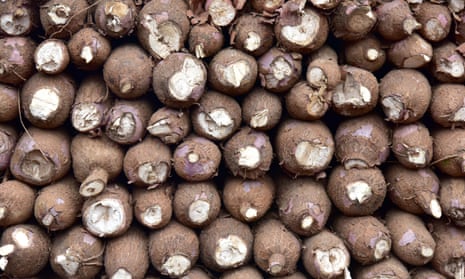 Cassava is a shrubby root that can produce a good harvest even in hot, dry conditions that kill off other crops.