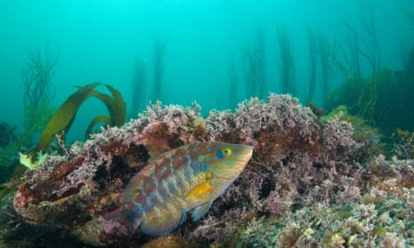 A male corkwing wrasse building a nest, off the coast neat Plymouth.